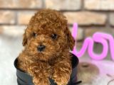 Kıvırcık Tüy Yumağı Toy Poodle Yavrularım