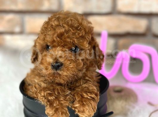 Kıvırcık Tüy Yumağı Toy Poodle Yavrularım görsel