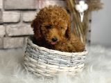 kıvırcık tüy yumağı toy poodle yavrularım