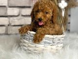 Kıvırcık Tüy Yumağı Toy Poodle Yavrularım