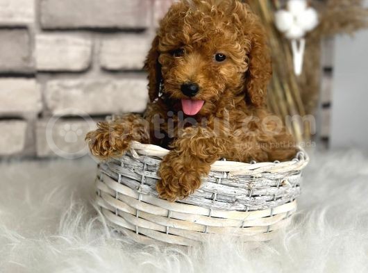 Kıvırcık Tüy Yumağı Toy Poodle Yavrularım görsel