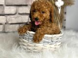 Kıvırcık Tüy Yumağı Toy Poodle Yavrularım