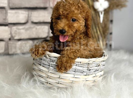 Kıvırcık Tüy Yumağı Toy Poodle Yavrularım görsel
