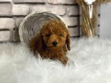 Kıvırcık Tüy Yumağı Toy Poodle Yavrularım