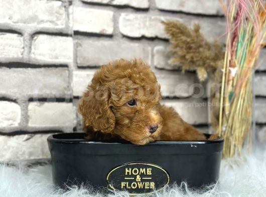 Kıvırcık Tüy Yumağı Toy Poodle Yavrularım