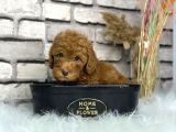 Kıvırcık Tüy Yumağı Toy Poodle Yavrularım
