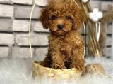 Kıvırcık Tüy Yumağı Toy Poodle Yavrularım