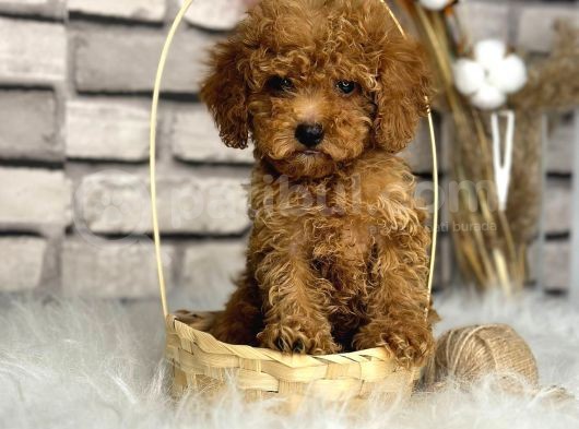 Kıvırcık Tüy Yumağı Toy Poodle Yavrularım görsel