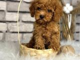 Kıvırcık Tüy Yumağı Toy Poodle Yavrularım