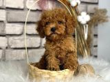 Kıvırcık Tüy Yumağı Toy Poodle Yavrularım