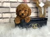 Kıvırcık Tüy Yumağı Toy Poodle Yavrularım