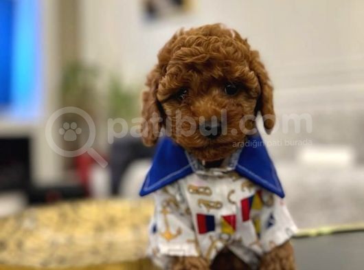 Kıvırcık Tüy Yumağı Toy Poodle Yavrularım görsel