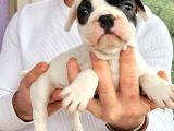 Safkan ırk garantili frech bulldog yavrulari