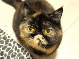 Hamile Anneler