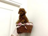 TOOY POODLE YAVRUMUZ 0 TEACUP 