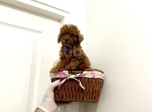 Tooy Poodle Yavrumuz 0 Teacup 