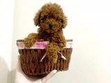 TOOY POODLE YAVRUMUZ 0 TEACUP 