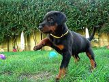 KING DOBERMAN YAVRULAR ÜST KALİTE