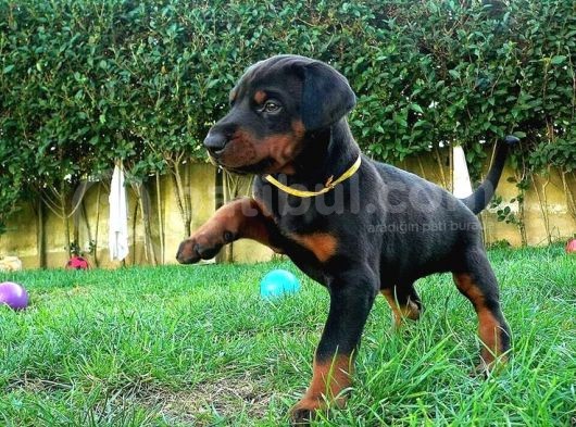 King Doberman Yavrular Üst Kali̇te