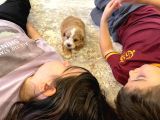 Maltipoo Güzel Oğluma