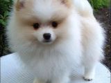 POMERRİAN BOO AYI SURATLI  