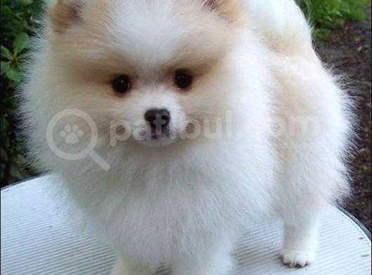 Pomerri̇an Boo Ayi Suratli  