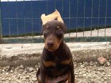 KİNG DOBERMAN YAVRUSU