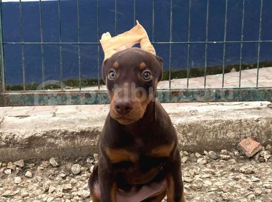 Ki̇ng Doberman Yavrusu
