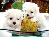 Maltesse Terrier Cinsleri Güzel Yavrular 