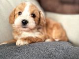 Maltipoo güzel oğluma