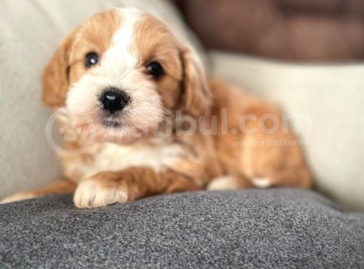 Maltipoo Güzel Oğluma