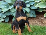 King Doberman Yavrular Üst Kali̇te
