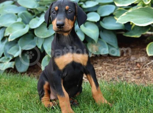 King Doberman Yavrular Üst Kali̇te görsel