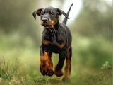 King Doberman Son Bir Bebek