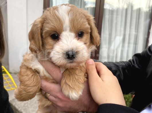 Maltipoo Güzel Oğluma görsel