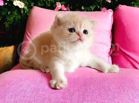British Shorthair Golden Sunshine Nyv12 görsel