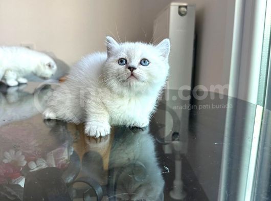 45 Günlük Safkan Blue Poi̇nt Yavrularimiz görsel