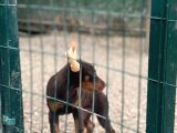 Ki̇ng Doberman Yavrusu