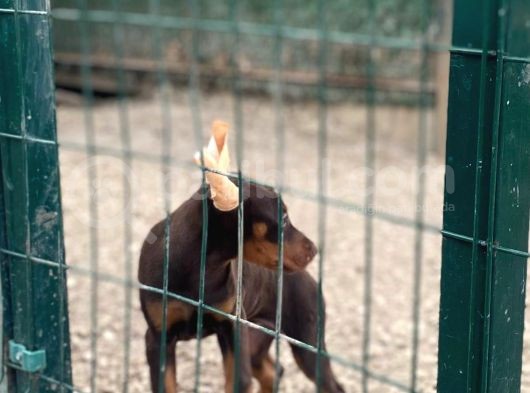 Ki̇ng Doberman Yavrusu görsel