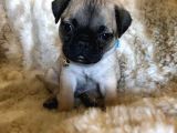Üst Kalite Pug Yavrular