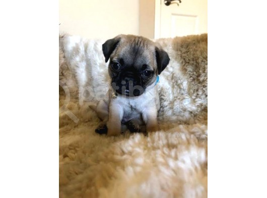 Üst Kalite Pug Yavrular görsel