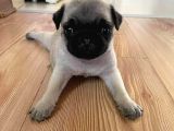 Üst kalite pug yavrular
