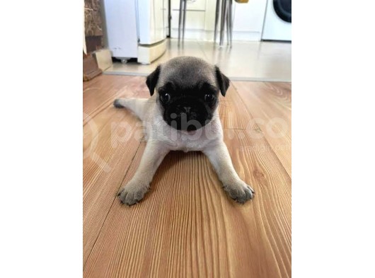 Üst Kalite Pug Yavrular