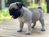 Üst Kalite Pug Yavrular