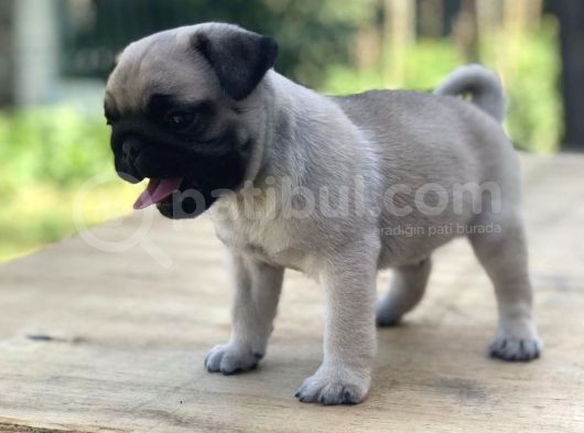 Üst Kalite Pug Yavrular görsel