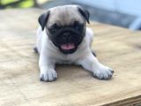 Üst Kalite Pug Yavrular