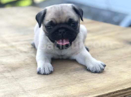 Üst Kalite Pug Yavrular görsel