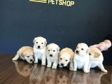 Baby Face Golden Retriewer Yavrulari Safkan Belgeli̇
