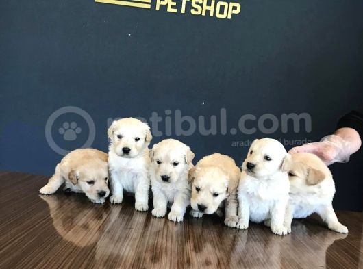 Baby Face Golden Retriewer Yavrulari Safkan Belgeli̇ görsel