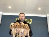 HİPOALERJENİK IRK AMERICAN COCKER YAVRULARI FENOMEN PETS ANK
